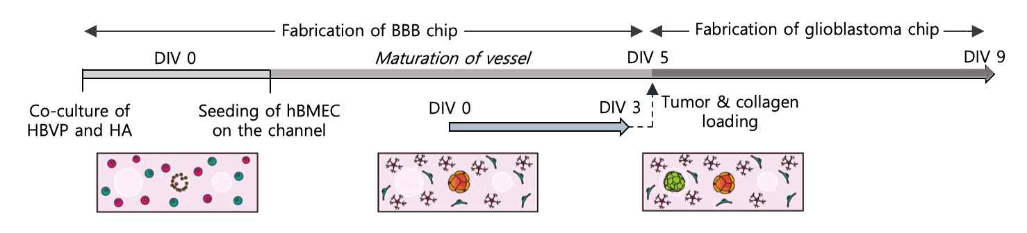 BBB-뇌 암 칩 제작을 위한 timeline