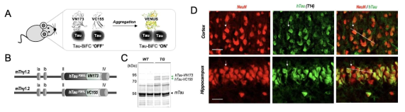 Tau-BiFC 생쥐 모델 개발 및 뇌 조직 발현 검증