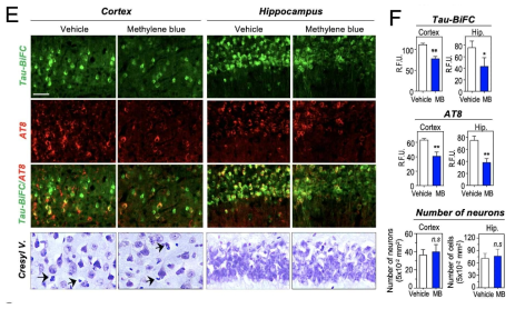 Tau-RX 투여 후, tau-BifC 생쥐의 뇌 조직 분석