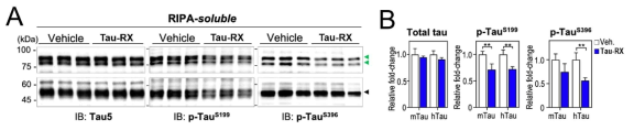 Tau-RX 투여에 의한 타우 인산화 감소