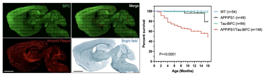 APP/PS1/Tau-BiFC 생쥐에서 아밀로이드 플라그 및 타우 올리고머 형성 관찰