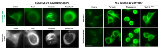 타우-튜블린의 상호작용을 관찰할 수 있는 Tau/Tubulin-BiFC 세포 모델 구축