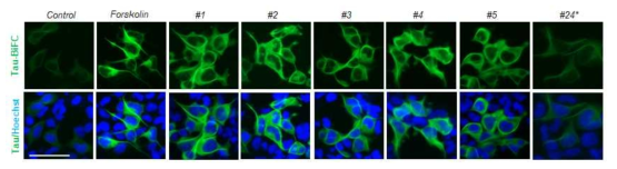 5종의 타우 아세틸화 유도 물질이 세포 모델에서 타우 응집 증가
