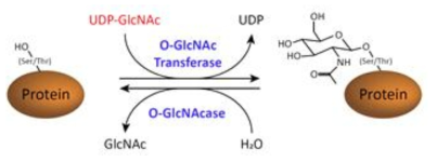 단백질의 O-GlcNAc 당화는 Serine, Threonine 잔기에서 일어나며, O-GlcNAc transferase (OGT), O-GlcNAcase (OGA) 효소에 의해 가역적으로 일어남