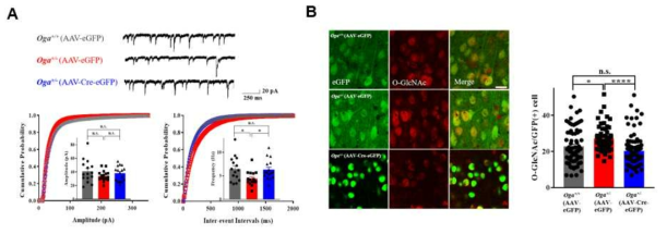Oga+/- 마우스에서 (A) 억제성 시냅스 전달 감소, (B) 억제성 시냅스 소포 단백질 VGAT 발현량 측정