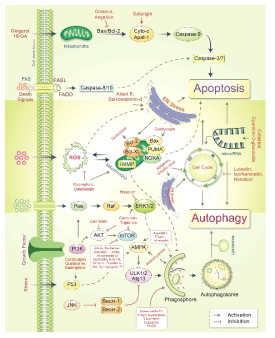 Overview for autophagy and OGT/OGA