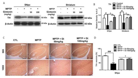 진토닌에 의한 tyrosine hydroxylase 효소의 발현 회복 확인 결과