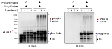 타우 단백질의 in vitro phosphorylation 후 ubiquitination. 타우 단백질의 size shift와 S199 선택적 인산화 타우에서 변형이 확인되었음. GSK-3beta의 열 비활성화에 의해 인산화 되지 못한 타우와 비교 하였을 때 인산화 된 타우는 유비퀴틴화가 크게 증가됨