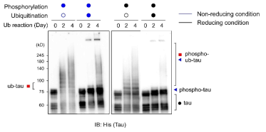 유비퀴틴화가 인산화된 타우 단백질의 올리고머화에 미치는 영향을 관찰. 인산화-유비퀴틴화 타우 단백질이 올리고머를 생성하였음