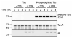 인산화된 타우의 in vitro degradation. 인산화된 타우의 단량체가 20S 프로테아좀에 의해 분해 되는 것을 확인하였음