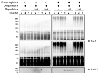 유비퀴틴화된 타우의 in vitro degradation. 유비퀴틴화된 타우만 26S 프로테아좀에 의해 분해 되는 것을 확인하였음