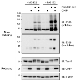 HEK 293 세포를 기반으로 만들어진 htau40을 발현하는 세포주 (293–TREX -tau)를 사용하여 인산화된 타우의 올리고머 생성을 관찰. 분해가 일어나지 못하는 스트레스 조건에서 CHIP 과발현 시켜 주었을 때 인산화된 타우 올리고머의 축적이 일어나는 것을 확인