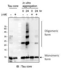타우 중심 단백질을 정제하여 실험관 내에서 응집체 형성반응에 사용하였을 때, 단량체에서 이량체, 삼량체 등의 다량체를 형성하는 것을 확인함. 형성된 응집체에 이황화 결합을 끊어주는 베타 머캅토에탄올을 처리하면 응집체 형성이 저해되는 것 또한 확인함