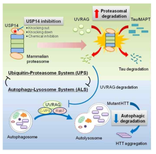 유비퀴틴-프로테아좀 시스템과 오토파지 시스템과의 상호 역되세김 조절 기능의 모식도. UVRAG과 프로테아좀의 assembly 기능이 이 상호 작용에 중요한 기능을 함