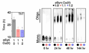 알파 시누클레인 핵 형성의 지연 시간 측정을 위한 싸이오플라빈 티 형광 (Thioflavin T fluorescence; ThT) 측정 결과와 알파 시누클레인 단량체와 올리고머 형태의 비 변성폴리 아미드 젤 (Native gel) 전기 영동 및 웨스턴 블랏 결과