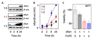 SH-SY5Y 세포에 알파 시누클레인 응집체를 처리하여 세포내로 전달되는 것 확인함. A. 세포내로 전달되는 알파 시누클레인의 양이 구리 이온의 몰 비율이 증가함에 따라 함께 증가. B. A에서 확인한 단백질의 양을 베타 액틴의 양에 따라 정량하여 나타낸 그래프. C. 알파 시누클레인 전달에 따른 세포 독성도 조사 실험 결과