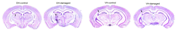 FUS를 조사한 Tau-P301L-BiFC 생쥐의 cresyl violet 염색