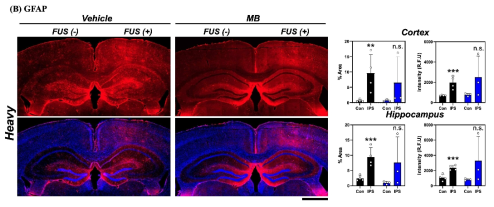 그림 FUS-BBBD에 의한 약물 전달 효능 및 inflammation signal 감소 확인