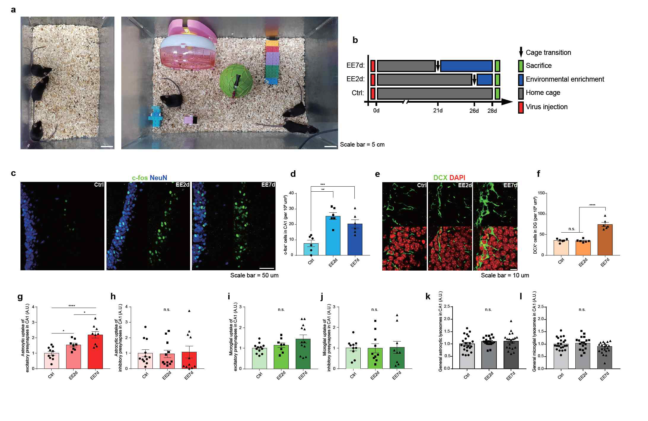 Environmental Enrichment chamber을 이용해서 해마 CA1지역의 neuronal 활성화 시 선택적으로 증가한 astrocyte에 의해 제거되는 excitatory synapse