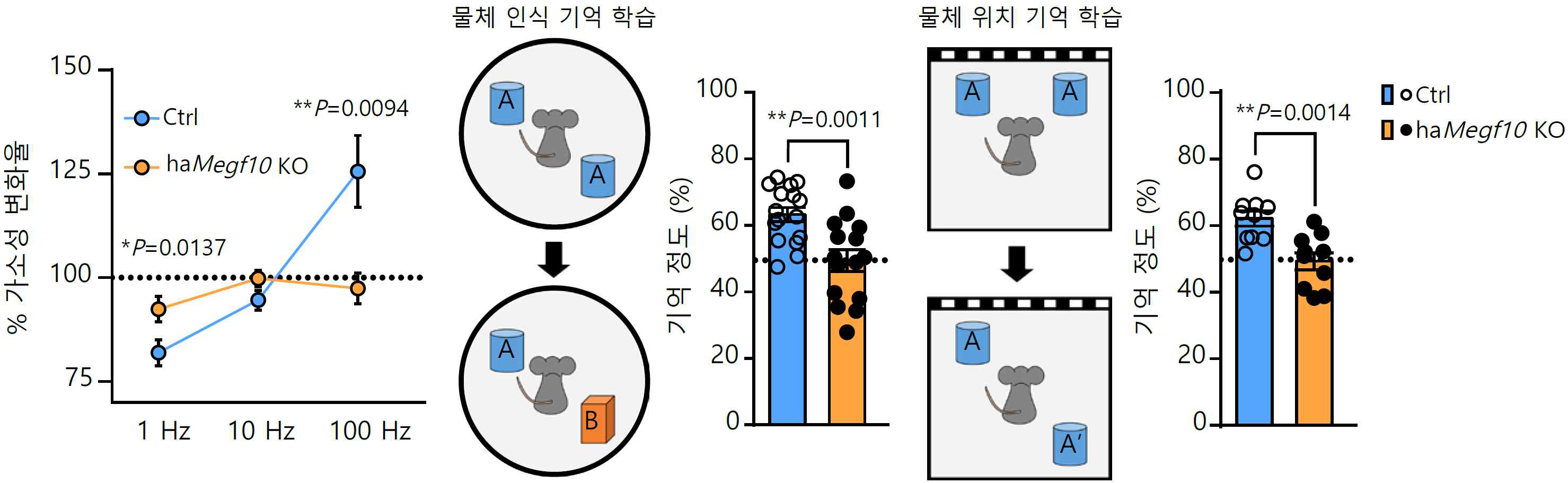 Floxed Megf10 생쥐의 CA1에 Cre AAV를 주입 후 감소한 가소성 및 기억 정도