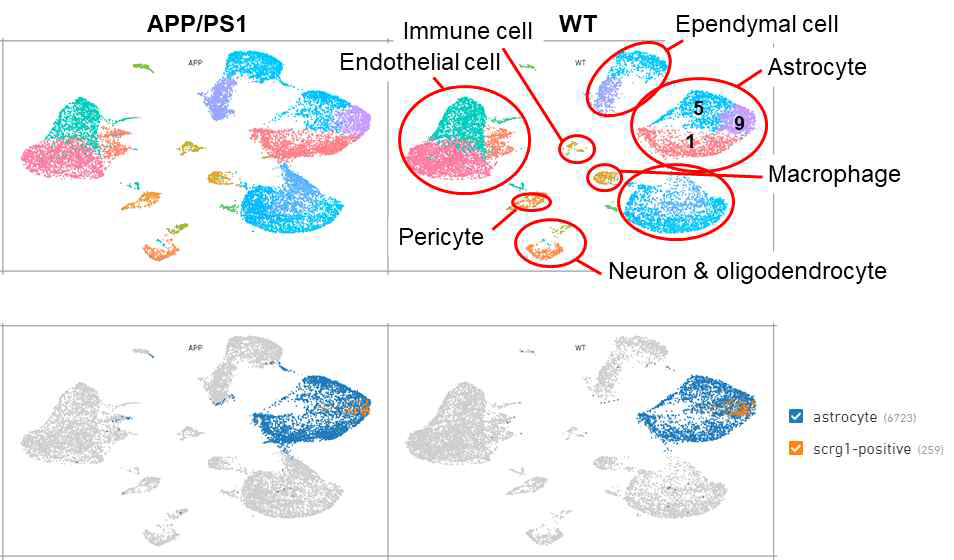 25~27개월의 WT과 APP/PS1에서 수행한 single cell RNAseq 실험 결과 9번 cluster에서 확인된 SCRG1 positive 한 별아교세포 subpopulation