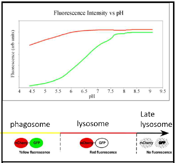 Phagocytosis 리포터로 개발한 mcherry-eGFP 원리