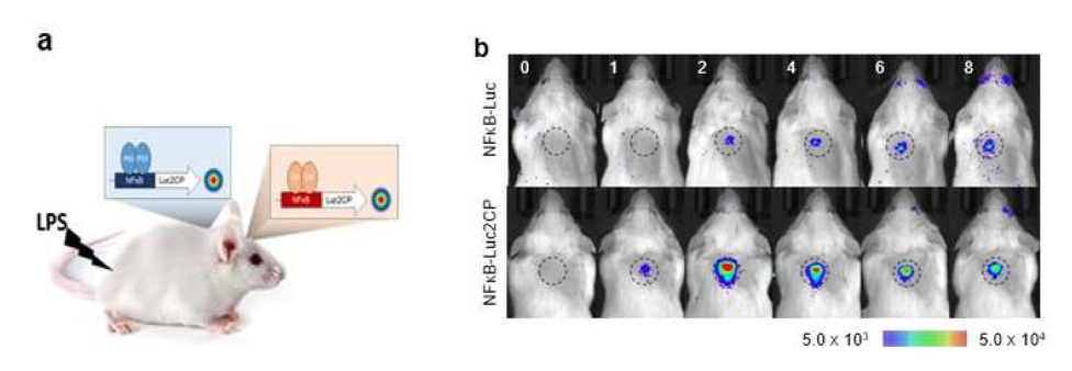 A) 실험 디자인 B) 마우스의 뇌에서LPS에 따른 NFkB의 변화 확인