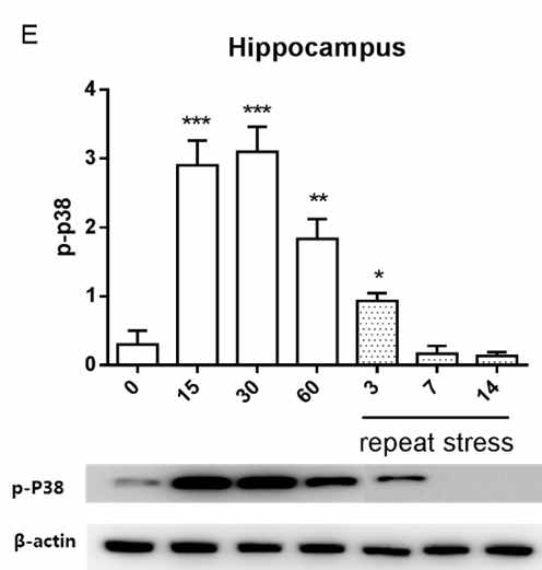 Hippocampus에서 급성 및 만성 IMO 스트레스 p-38 단백의 인산화에 미치는 영향