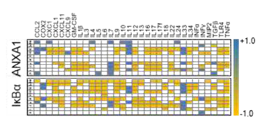 ANAX1, IκBα와 NFκB-related mRNA와의 correlation heatmap