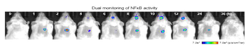 NFκB 리포터 삽입 후 우울증 모델에서의 생체 발광 이미지