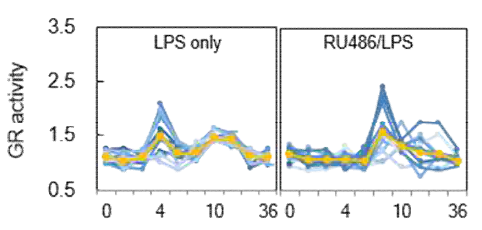 LPS 및 RU486/LPS 처리 후, GR 활성