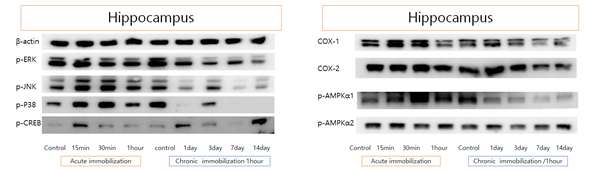 Acute와 chronic immobilization 스트레스 모델의 hippocamous(해마)에서 여러 signal 단백들의 발현 변화