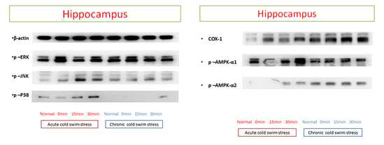Acute와 chronic cold water swimming 스트레스 모델의 hippocamous(해마)에서 여러 signal 단백들의 발현 변화