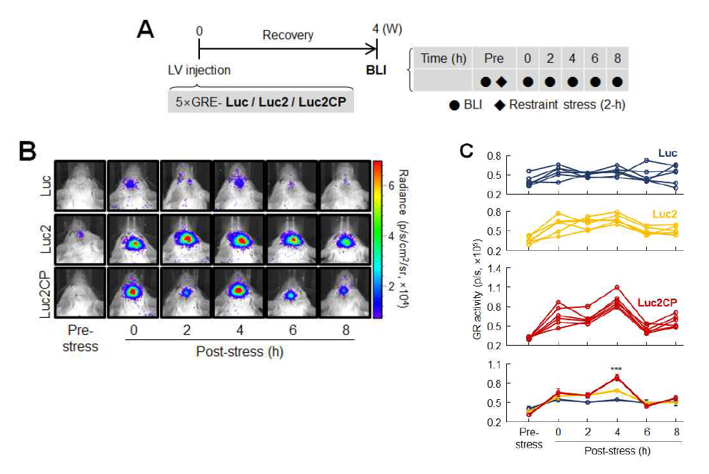A) 3가지 프루브를 이용한 Streotaxic 투여 실험 디자인 B) IL-PFC에서 리포터유전자의 Stereotaxic 투여 후 뇌이미징분석 C) GR 활성화의 평균 시그널과 각 리포터 유전자의 Luc, Luc2, Luc2CP의 개체별 시그널분석