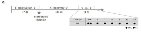 A) NFκB 프루브를 이용한 Streotaxic 투여 및 뇌이미징 실험 디자인
