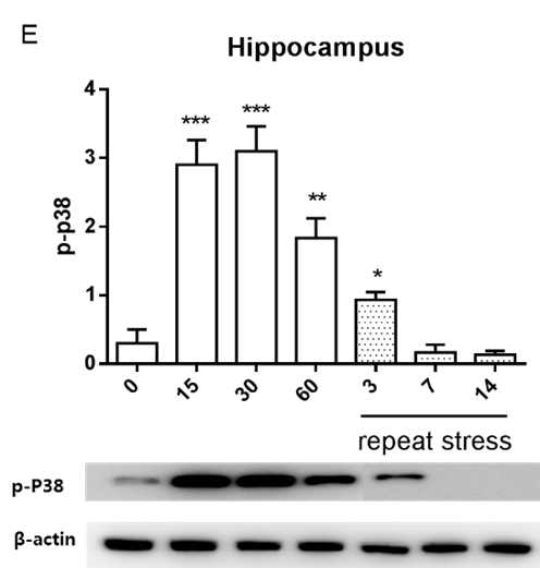 Hippocampus에서 급성 및 만성 IMO 스트레스 p-38 단백의 인산화에 미치는 영향