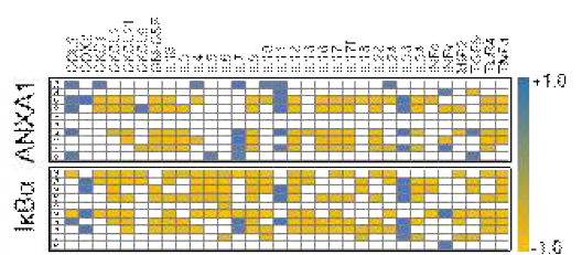 ANAX1, IκBα와 NFκB-related mRNA와의 correlation heatmap