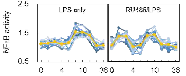 LPS 및 RU486/LPS 처리 후, NFκB 활성