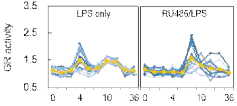 LPS 및 RU486/LPS 처리 후, GR 활성