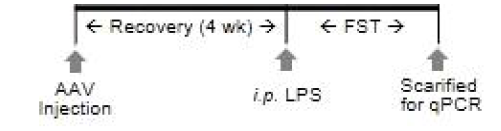 동물 모델 디자인