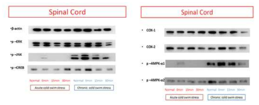 Acute와 chronic cold water swimming 스트레스 모델의 spinal cord(척수)에서 여러 signal 단백들의 발현 변화