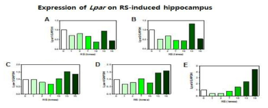 Acute와 chronic 스트레스가 hippocamous의 LPA 수용체들의 발현에 미치는 영향