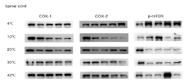 마우스를 여러 다른 온도의 물에 3분간 swimming stress에 노출시켰을 때, 척수의 COX-1, COX2의 레벨, 그리고 mTOR 단백의 인산화에 미치는 영향