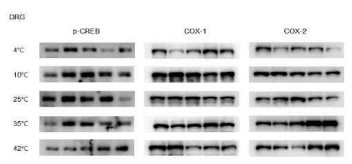 마우스를 여러 다른 온도의 물에 3분간 swimming stress에 노출 시켰을 때, DRG의 COX-1, COX2의 레벨, 그리고 CREB 단백의 인산화에 미치는 영향