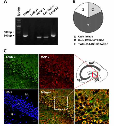 해마의 dentate gyrus granule 신경세포에서 KCNK1 (TWIK-1), KCNK9 (TASK-3)의 발현
