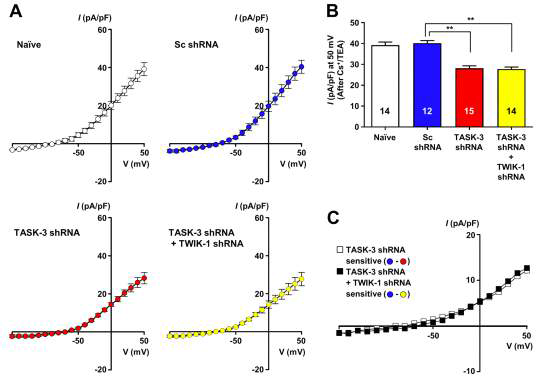 TWIK-1/TASK-3 이종결합 이온통로는 dentate gyrus granule 신경세포의 포타슘 전류에 기여함을 확인
