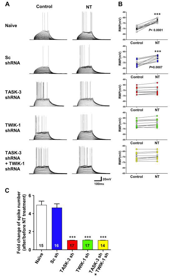Neurotensin 처리에 의한 dentate gyrus granule 신경세포의 활성 증가는 TWIK-1/TASK-3 이종결합 이온통로의 활성억제의 의해 매개됨을 확인