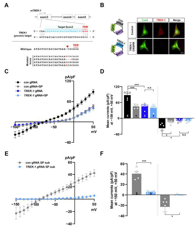 성상교세포 포타슘 전류에 대한 Spadin 효과는 CRISPR/Cas9에 의한 TREK-1 knockout에 의해 사라짐을 확인하였음.