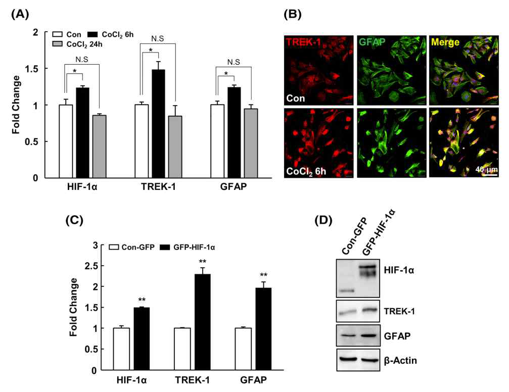 성상교세포에서 CoCl2 처리에 의한 HIF-1α, TREK-1, GFAP 유전자 및 단백질 발현 증가