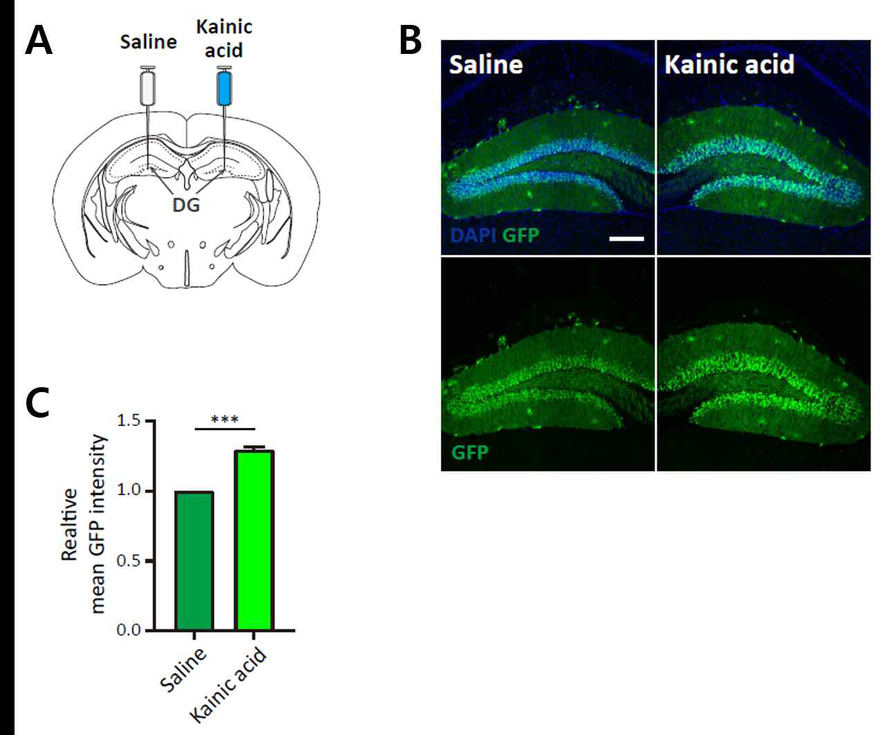 KCNK1 GFP Transgenic mice 제작 및 검증